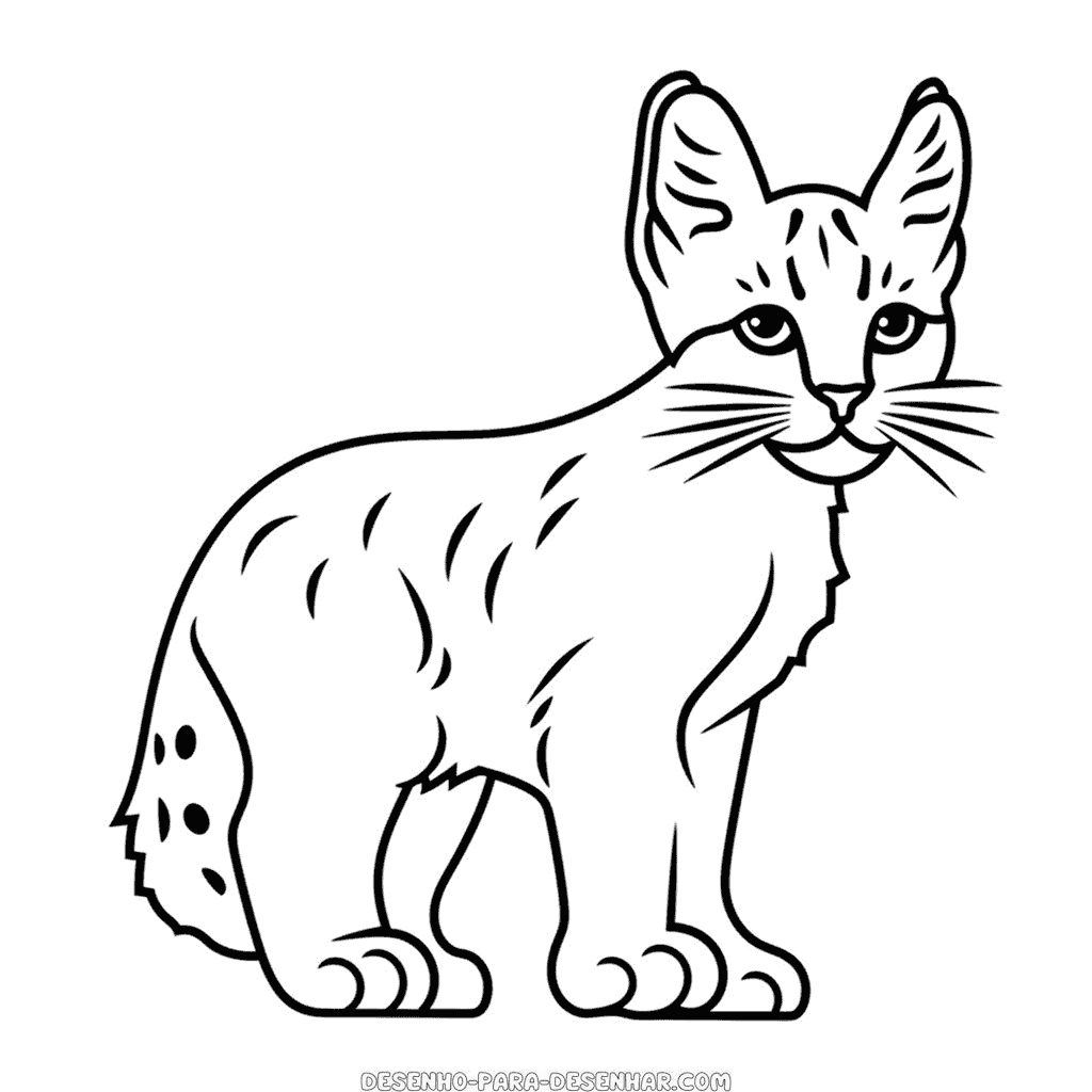 Desenho de lince