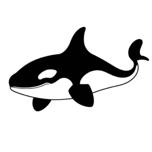 Desenho de orca