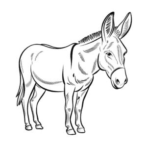 "Desenho Fácil do Burro Realista"